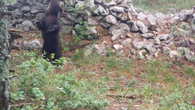 Photo of VIDEO Medo zaplesao na kiši u Nacionalnom parku Sjeverni Velebit!