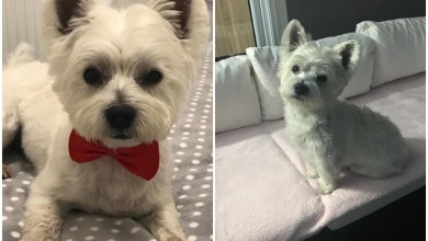 Photo of Poklanja se Puppy – psić koji ne voli biti sam kod kuće