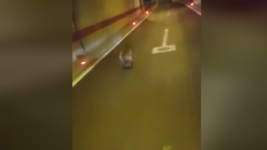 Photo of Medo zalutao u tunel u Lici – pogledajte video!
