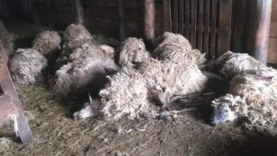 Photo of GRAČAC Vukovi zaklali 87 ovaca u štali, tko je odgovaran za ove strašne prizore?