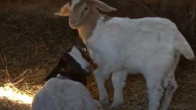 Photo of VIDEO Seljacima ubijaju konje, ovce i svinje i uzimaju meso: Potraga istražuje štiti li netko krivolovce?