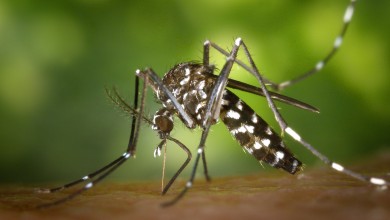 Photo of Simptomi slični gripi: U Srbiji se pojavio opasan virus kojeg prenose komarci