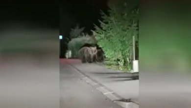 Photo of VIDEO U Delnicama je u šetnji ulicama snimljena medvjeđa obitelj – pogledajte video!