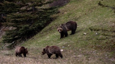 Photo of WWF: Lika i Gorski kotar su pozitivan primjer suživota čovjeka i medvjeda
