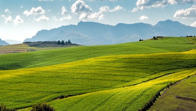Photo of Projekt koji vraća izumrli običaj. Nastavljeno ljetno pašarenje stoke u NP Sjeverni Velebit
