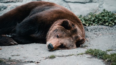 Photo of U Gračacu ubili i strpali u gepek smeđeg medvjeda. To je strogo zaštićena vrsta