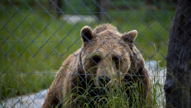 Photo of Vozači oprez! Medvjed uočen na A1 između Ogulina i Brinja