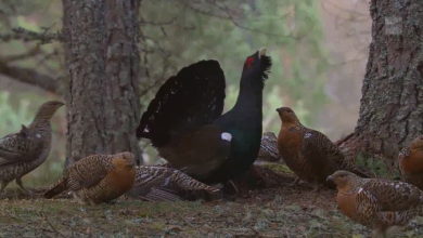 Photo of Nova nada za opstanak ugrožene ptice koja u Hrvatskoj živi samo u Lici