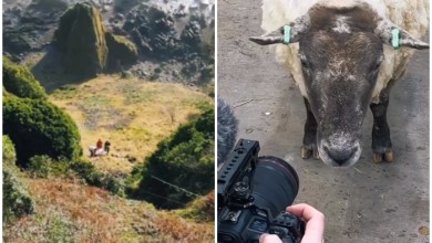 Photo of VIDEO Spašena ovca Fiona, dvije godine je bila zarobljena na dnu litice