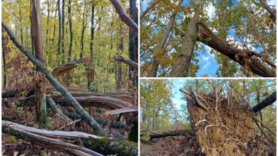 Photo of TUŽNI PRIZORI Prošla su 4 mjeseca od nezapamćene oluje, ovako danas izgleda Požeška gora
