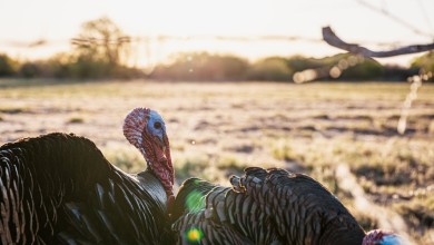 Photo of Ptičja gripa na farmi purana u Slavoniji, životinje će biti eutanazirane