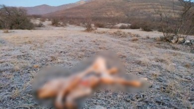 Photo of Udruga Biom: Lički trovači ponovno u akciji, mrtvo tele napunili otrovom u pokušaju ubijanja vukova