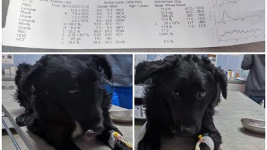 Photo of Tko i zašto pse oko Gospića truje otrovom za štakore, pesticidima, tekućinom iz akumulatora…?