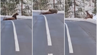 Photo of UZNEMIRUJUĆI VIDEO Medvjed u Gorskom kotaru napao jelena te ga vukao preko ceste