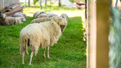 Photo of Pet programa potpore za stočarstvo vrijedna 25 milijuna eura