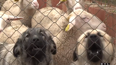 Photo of VIDEO U Kistanjama ponovno napad vukova: “Panika i strah, a noge ne slušaju”