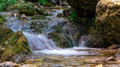 Photo of WWF analizirao programe stranaka i njihovih planova za zaštitu okoliša