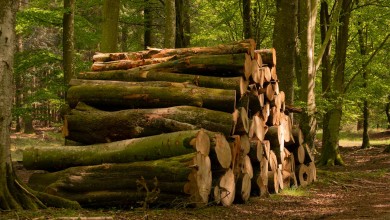 Photo of Drvoprerađivači u velikim problemima zbog pada izvoza