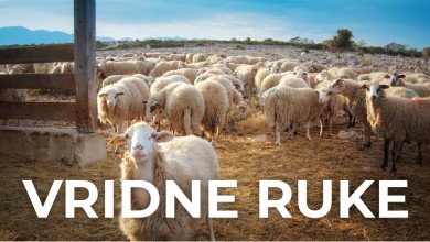 Photo of Manifestacija “Vridne ruke” odaje počast težacima kojim svojim radom njeguju tradiciju