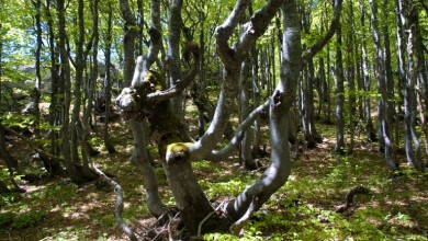 Photo of NP Sjeverni Velebit poziva na foto natječaj „Neobična bukva“