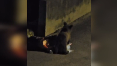 Photo of VIDEO Mladi medvjed luta Novim Vinodolskim, dolazi noću i traži hranu. Što ako dođe do bliskog susreta?
