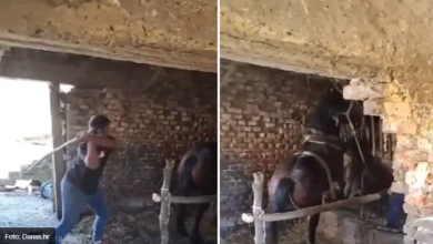 Photo of Prijatelji životinja o presudi karlovačkog suda: “Šamar u lice logici i zdravom razumu”