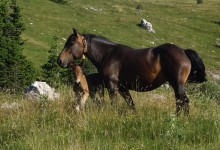 Photo of Tko je izgubio konja? Grad Senj traži vlasnika životinje pronađene u Krivome Putu