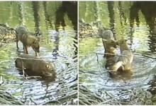Photo of Dva čaglja uživala u kupanju na Plitvicama, pogledajte video