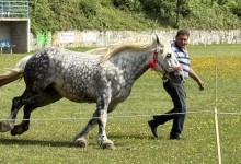 Photo of Krivi Put domaćin 13. Smotre konja, cilj je očuvanje autohtonih pasmina