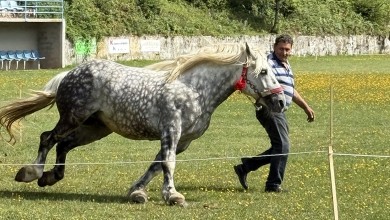 Photo of Krivi Put domaćin 13. Smotre konja, cilj je očuvanje autohtonih pasmina