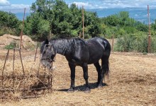 Photo of Čiji je ovo konj? U Krmpotama pronađen napušteni pastuh, Grad Senj traži vlasnika
