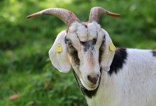 Photo of Imate ovce ili koze? Na snazi nova pravila u cijeloj Hrvatskoj, klanje ograničeno na 10 grla godišnje