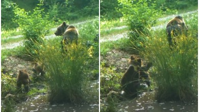 Photo of Razigrani mladunci uz budno oko mame: Pogledajte rijetku snimku s Velebita