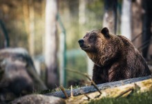 Photo of Gdje medvjedi na Velebitu grade brloge? Istraživanje donijelo zanimljiva otkrića