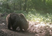 Photo of Medvjedi na Velebitu imaju hrane u izobilju, ali nedostaje im ono najvažnije
