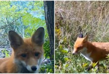 Photo of Kamere uhvatile lisicu na Plitvicama: Znate li koliko je važna za prirodu?